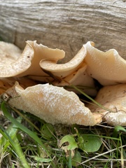 Cerioporus squamosus