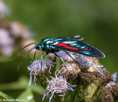Cyanopepla pretiosa