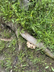 Cerioporus squamosus