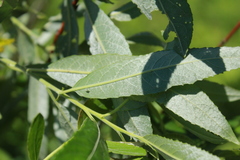 Salix sericea