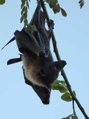 Pteropus tonganus