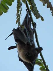 Pteropus tonganus