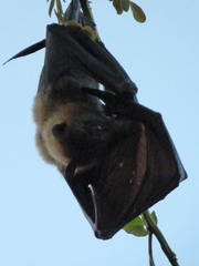 Pteropus tonganus