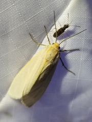 Pygarctia abdominalis