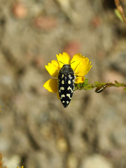 Acmaeodera bacchariphaga