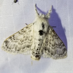 Apotolype brevicrista