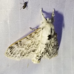 Apotolype brevicrista