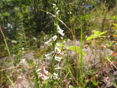Spiranthes lacera lacera