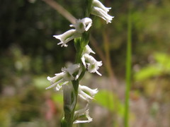 Spiranthes lacera lacera