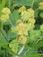 Alchemilla glaucescens