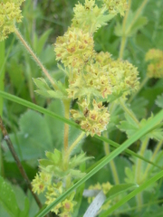 Alchemilla glaucescens