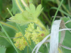 Alchemilla glaucescens