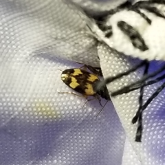 Tetragonoderus fasciatus