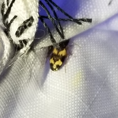 Tetragonoderus fasciatus