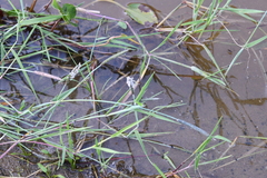 Alopecurus geniculatus