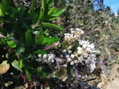 Ceanothus buxifolius