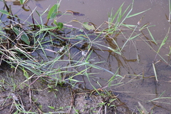 Alopecurus geniculatus