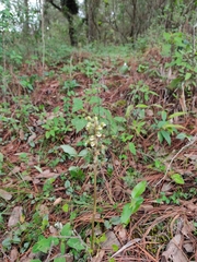 Sarcoglottis schaffneri