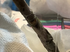 Diceroprocta delicata