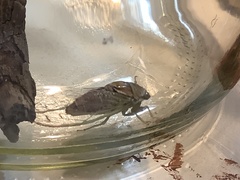 Diceroprocta delicata