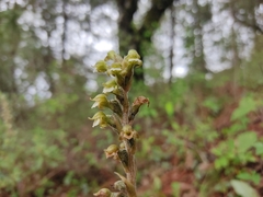 Sarcoglottis schaffneri