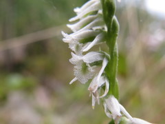 Spiranthes lacera lacera