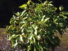 Cheirodendron trigynum