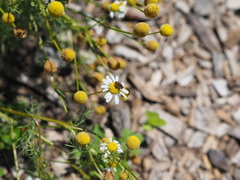 Holcopasites calliopsidis