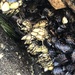 photo of Gooseneck Barnacle (Pollicipes polymerus)