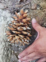 Pinus stylesii