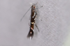 Cosmopterix pulchrimella