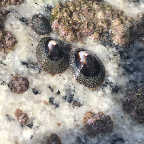 photo of Chocolate Limpet (Lottia fenestrata)