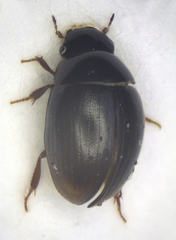 Cercyon convexiusculus