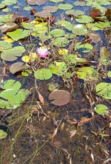 Lithobates clamitans