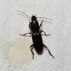 Stenomorphus