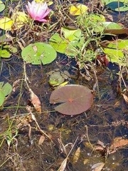 Lithobates clamitans