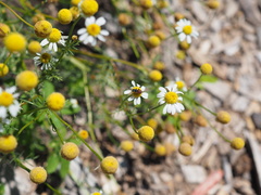 Holcopasites calliopsidis