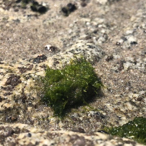 photo of Sea Lettuces (Ulva)