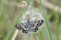 Muschampia cribrellum