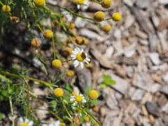 Holcopasites calliopsidis