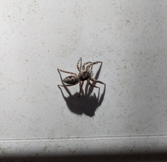 Platycryptus undatus