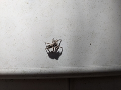 Platycryptus undatus