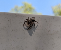 Platycryptus undatus