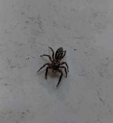 Platycryptus undatus