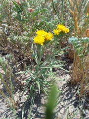 Picradeniopsis oppositifolia