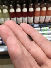 Agrilus difficilis