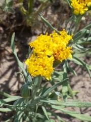 Picradeniopsis oppositifolia