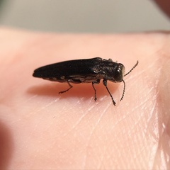 Agrilus difficilis