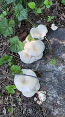 Agaricales