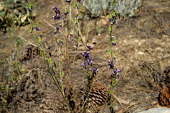 Delphinium hansenii